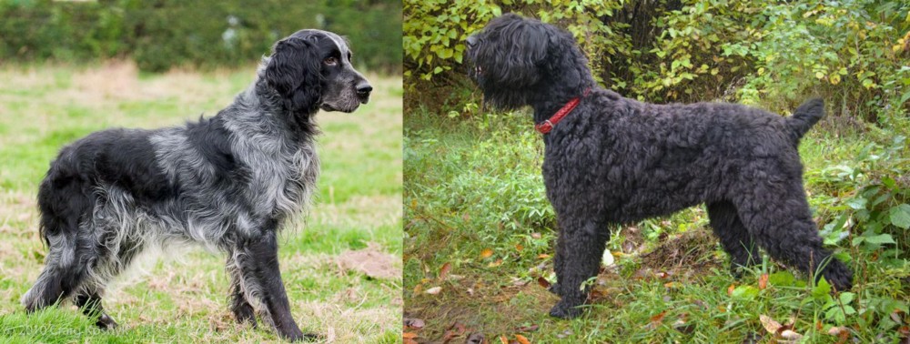 Black Russian Terrier vs Blue Picardy Spaniel - Breed Comparison