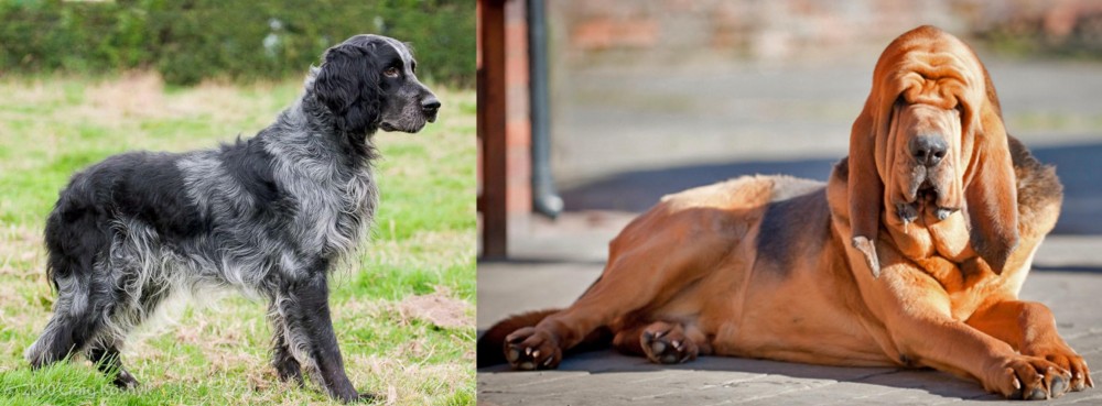 Bloodhound vs Blue Picardy Spaniel - Breed Comparison