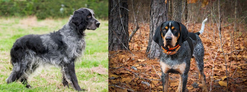 Bluetick Coonhound vs Blue Picardy Spaniel - Breed Comparison