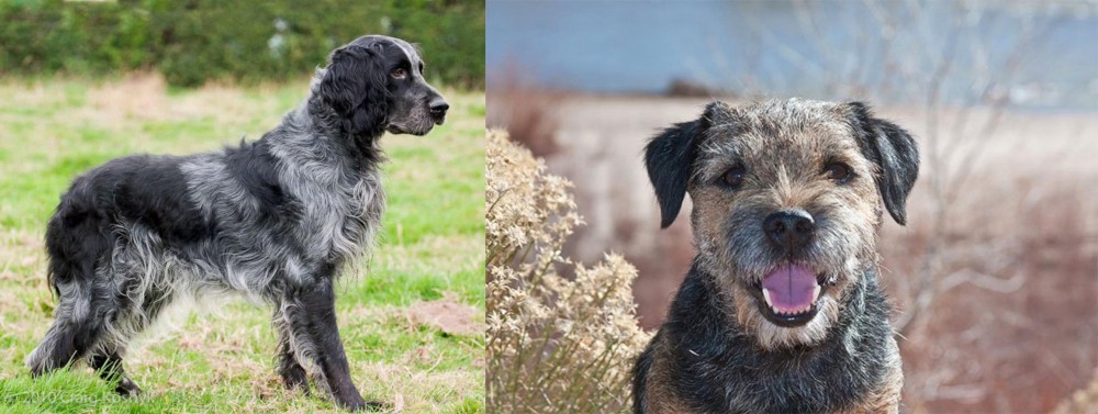Border Terrier vs Blue Picardy Spaniel - Breed Comparison