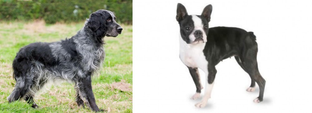 Boston Terrier vs Blue Picardy Spaniel - Breed Comparison
