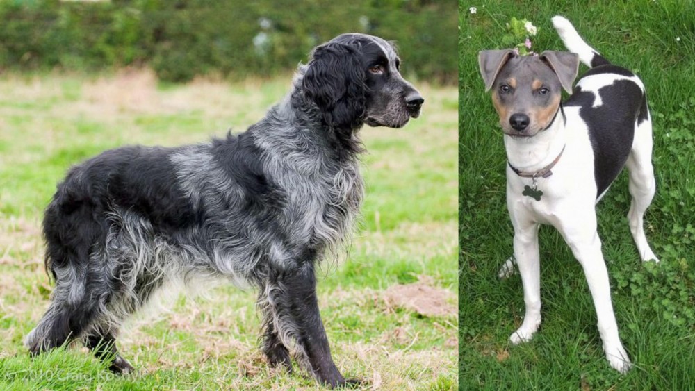 Brazilian Terrier vs Blue Picardy Spaniel - Breed Comparison