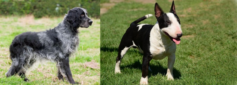 Bull Terrier Miniature vs Blue Picardy Spaniel - Breed Comparison