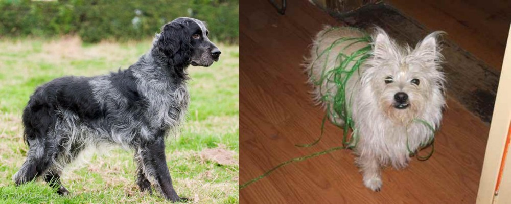 Cairland Terrier vs Blue Picardy Spaniel - Breed Comparison