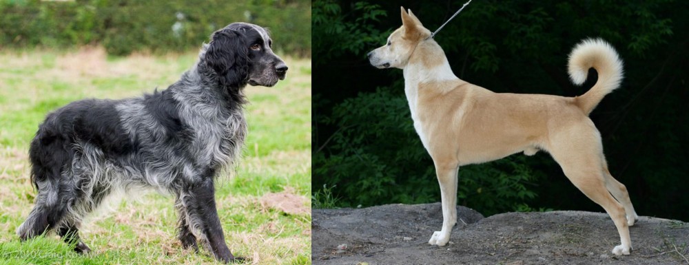 Canaan Dog vs Blue Picardy Spaniel - Breed Comparison