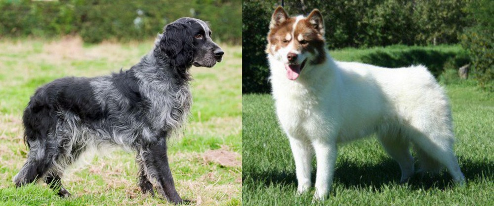 Canadian Eskimo Dog vs Blue Picardy Spaniel - Breed Comparison