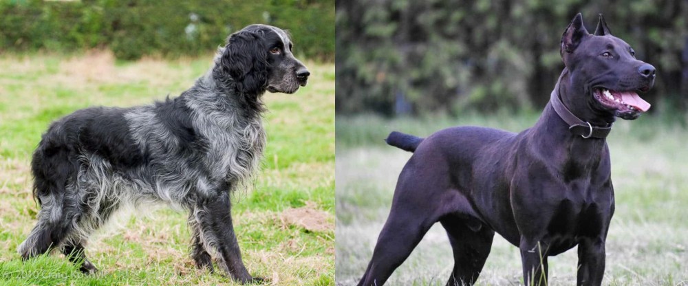 Canis Panther vs Blue Picardy Spaniel - Breed Comparison