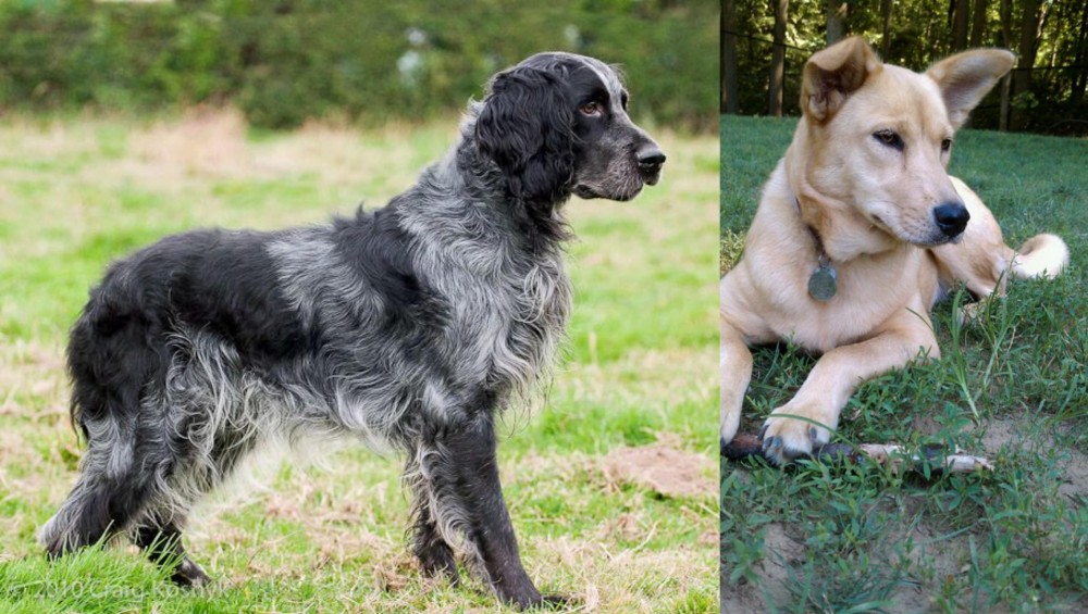 Carolina Dog vs Blue Picardy Spaniel - Breed Comparison
