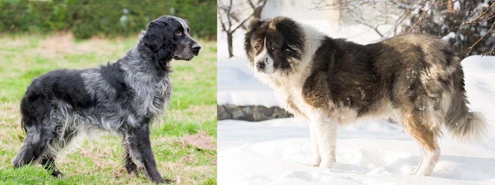 Caucasian Shepherd vs Blue Picardy Spaniel - Breed Comparison