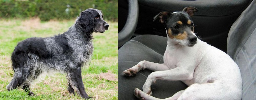 Chilean Fox Terrier vs Blue Picardy Spaniel - Breed Comparison
