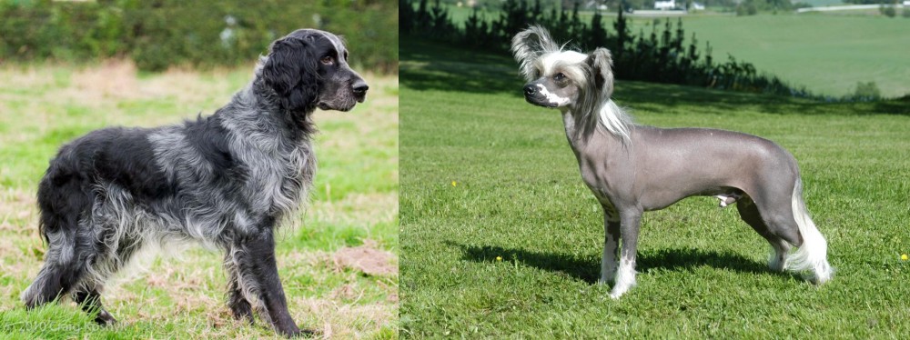 Chinese Crested Dog vs Blue Picardy Spaniel - Breed Comparison