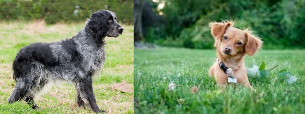 Chiweenie vs Blue Picardy Spaniel - Breed Comparison