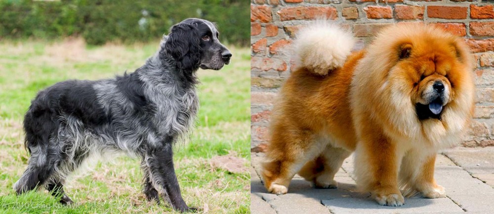 Chow Chow vs Blue Picardy Spaniel - Breed Comparison