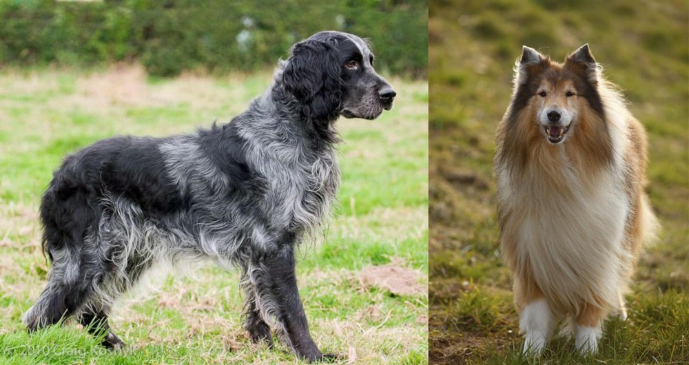 Collie vs Blue Picardy Spaniel - Breed Comparison
