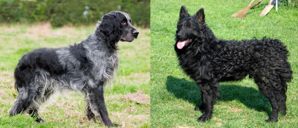 Croatian Sheepdog vs Blue Picardy Spaniel - Breed Comparison