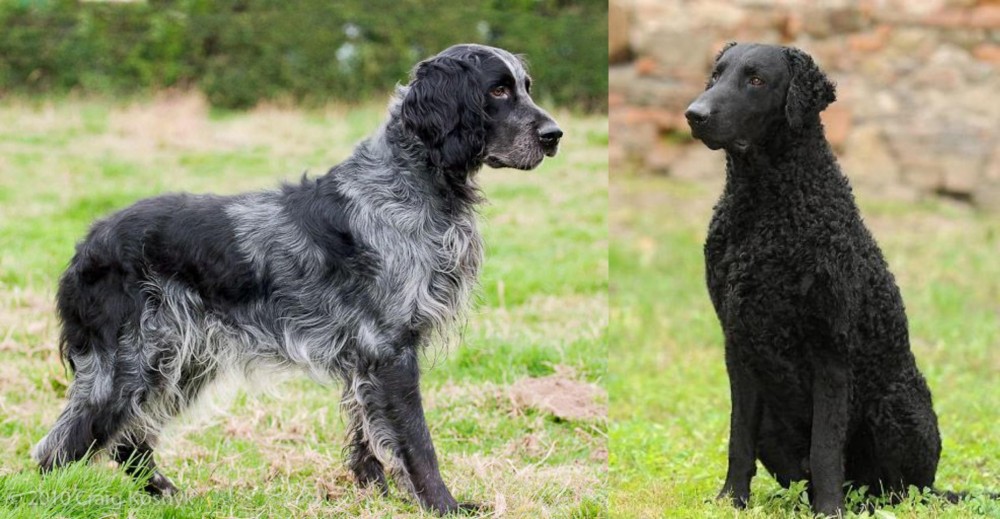 Curly Coated Retriever vs Blue Picardy Spaniel - Breed Comparison