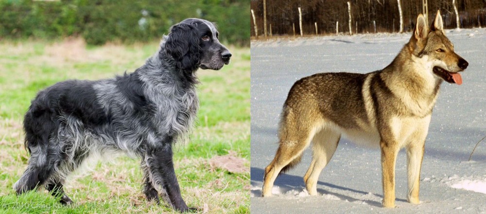 Czechoslovakian Wolfdog vs Blue Picardy Spaniel - Breed Comparison