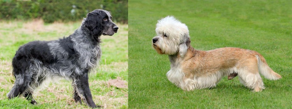 Dandie Dinmont Terrier vs Blue Picardy Spaniel - Breed Comparison