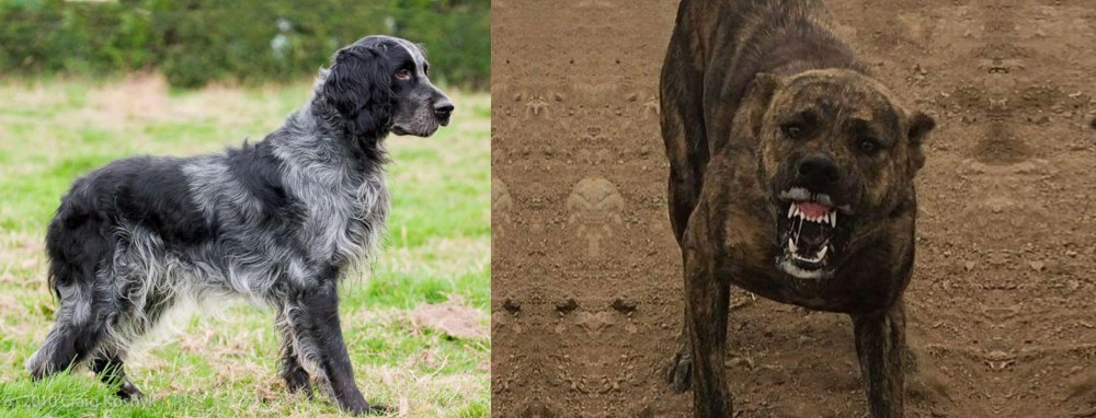 Dogo Sardesco vs Blue Picardy Spaniel - Breed Comparison