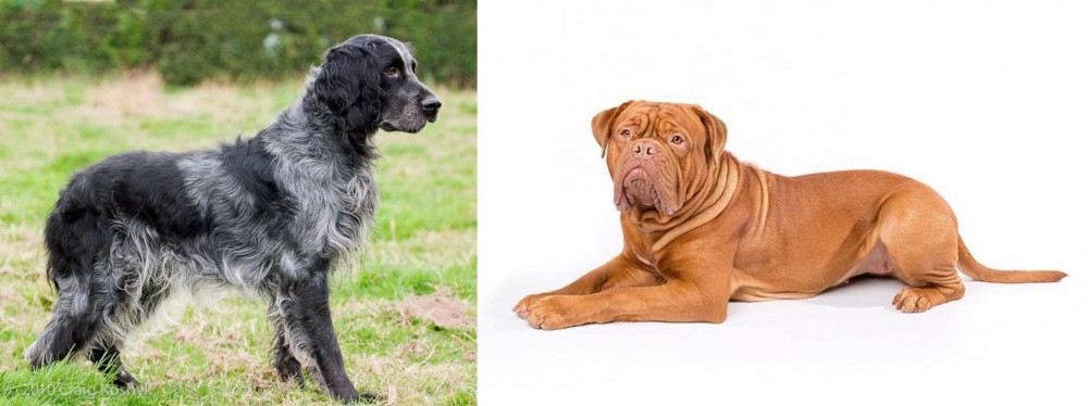 Dogue De Bordeaux vs Blue Picardy Spaniel - Breed Comparison