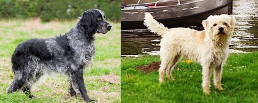 Dutch Smoushond vs Blue Picardy Spaniel - Breed Comparison