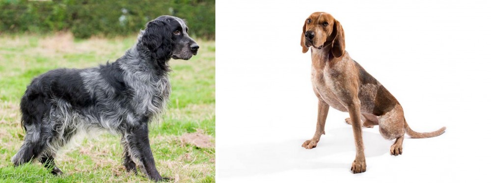 English Coonhound vs Blue Picardy Spaniel - Breed Comparison