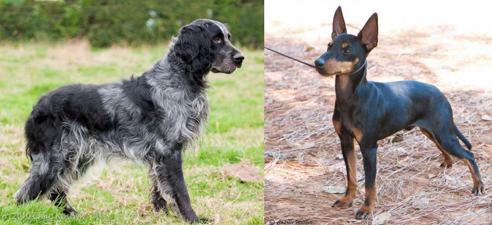 English Toy Terrier (Black & Tan) vs Blue Picardy Spaniel - Breed Comparison