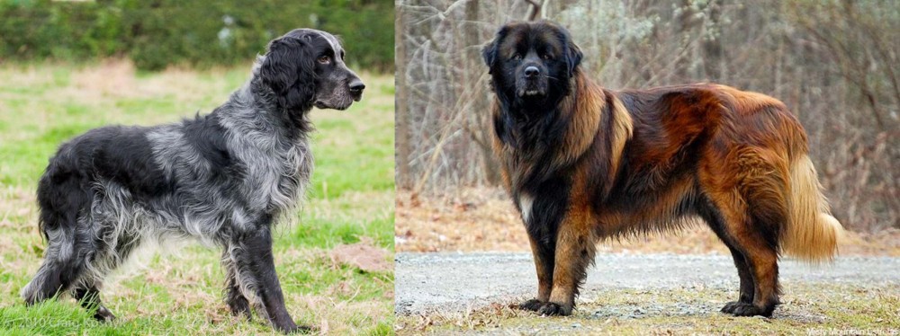 Estrela Mountain Dog vs Blue Picardy Spaniel - Breed Comparison