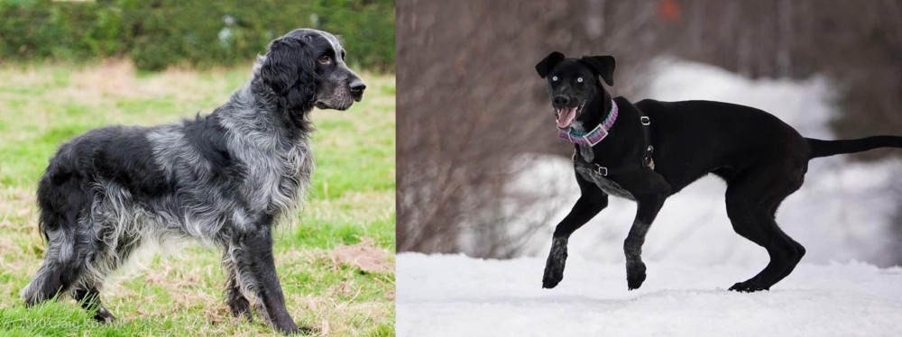 Eurohound vs Blue Picardy Spaniel - Breed Comparison