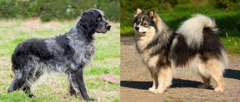 Finnish Lapphund vs Blue Picardy Spaniel - Breed Comparison