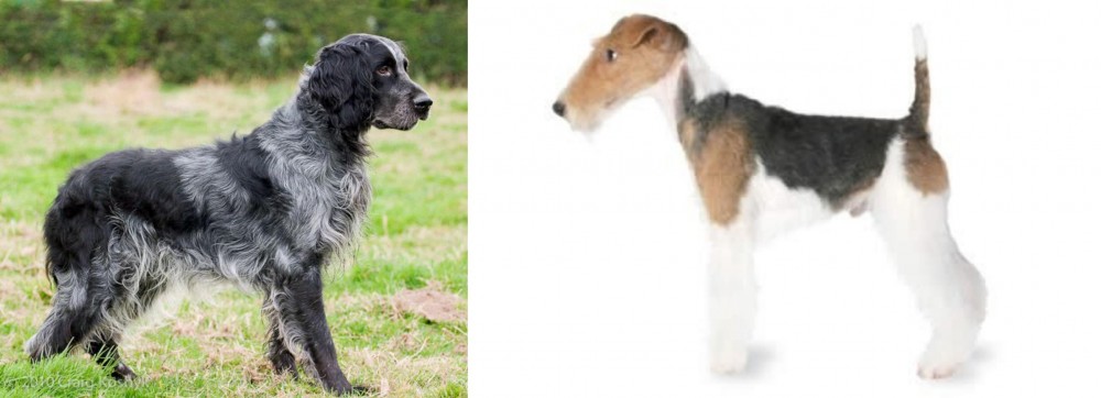 Fox Terrier vs Blue Picardy Spaniel - Breed Comparison