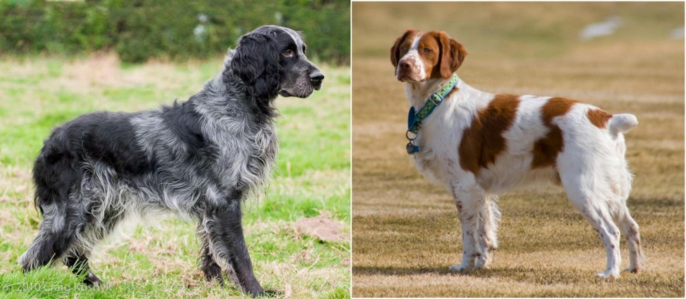 French Brittany vs Blue Picardy Spaniel - Breed Comparison