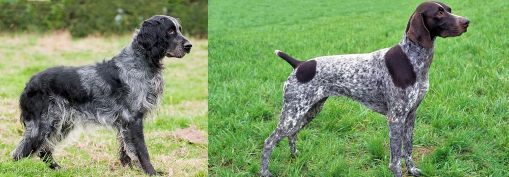 German Shorthaired Pointer vs Blue Picardy Spaniel - Breed Comparison