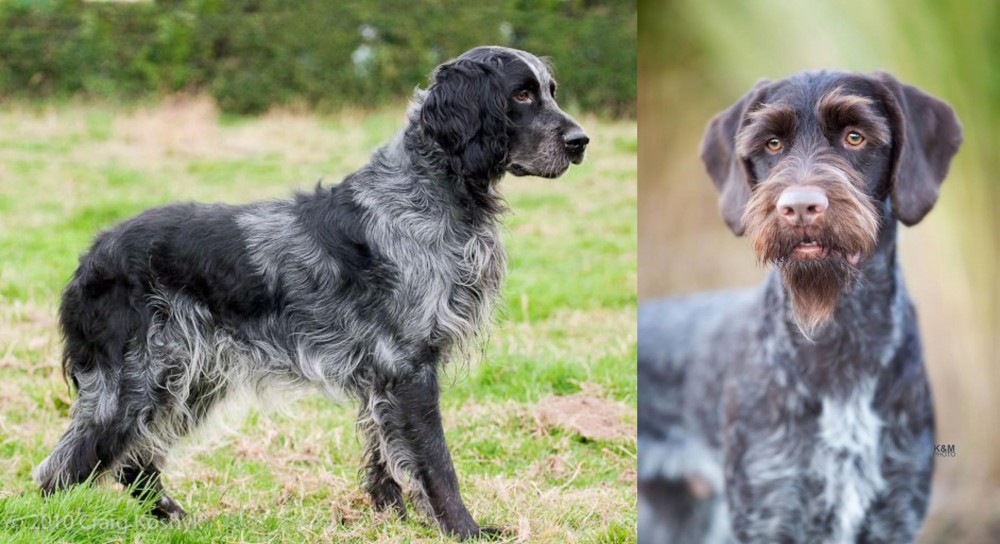 German Wirehaired Pointer vs Blue Picardy Spaniel - Breed Comparison