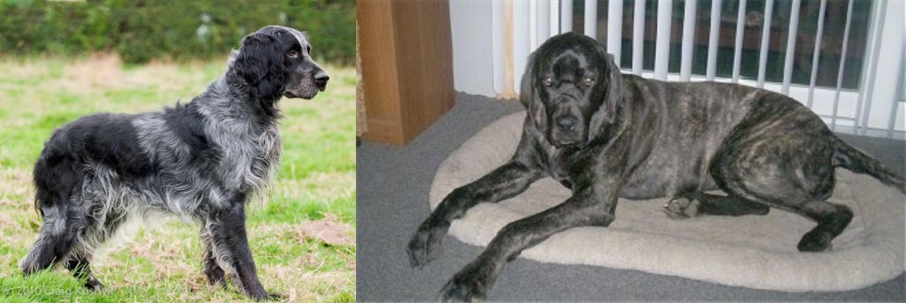 Giant Maso Mastiff vs Blue Picardy Spaniel - Breed Comparison