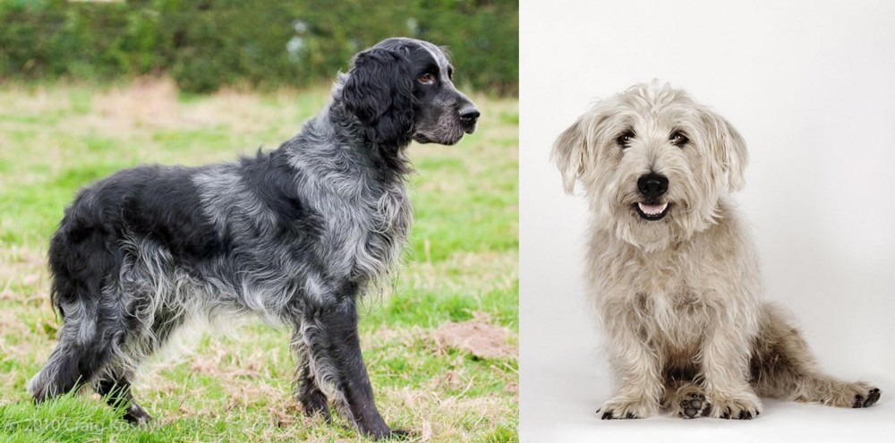 Glen of Imaal Terrier vs Blue Picardy Spaniel - Breed Comparison