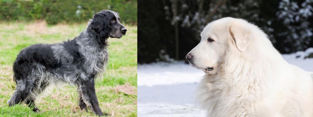 Great Pyrenees vs Blue Picardy Spaniel - Breed Comparison