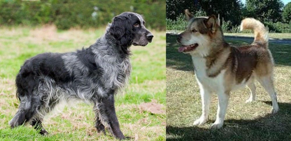 Greenland Dog vs Blue Picardy Spaniel - Breed Comparison