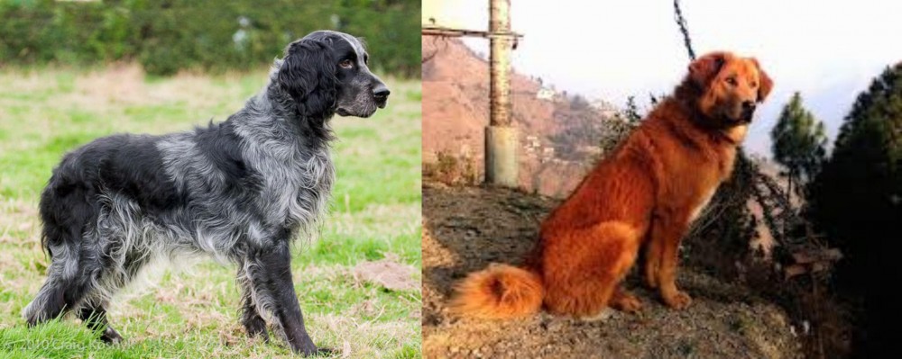 Himalayan Sheepdog vs Blue Picardy Spaniel - Breed Comparison