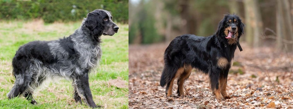 Hovawart vs Blue Picardy Spaniel - Breed Comparison