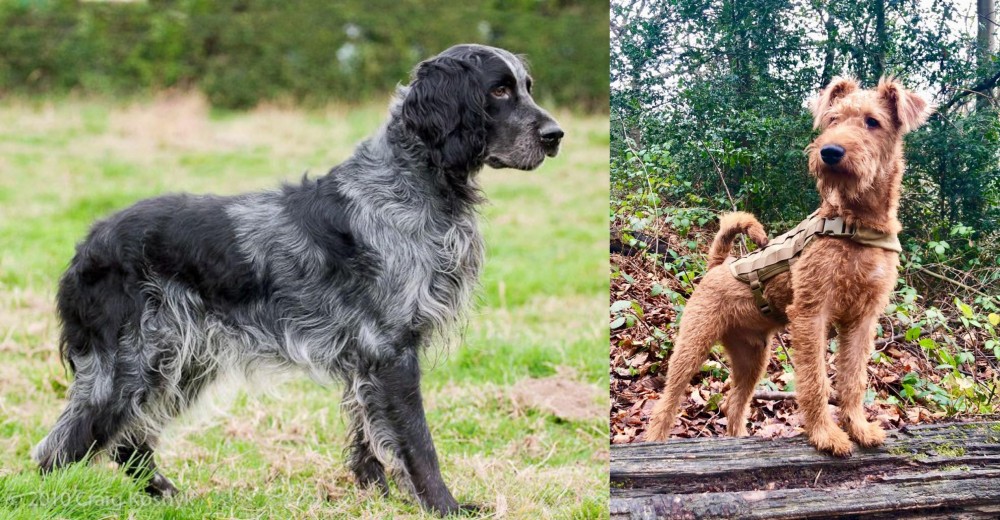 Irish Terrier vs Blue Picardy Spaniel - Breed Comparison