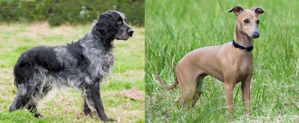 Italian Greyhound vs Blue Picardy Spaniel - Breed Comparison