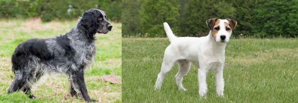 Jack Russell Terrier vs Blue Picardy Spaniel - Breed Comparison