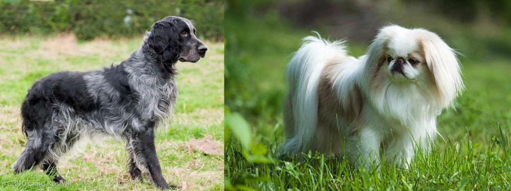 Japanese Chin vs Blue Picardy Spaniel - Breed Comparison