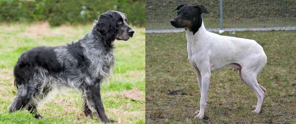 Japanese Terrier vs Blue Picardy Spaniel - Breed Comparison