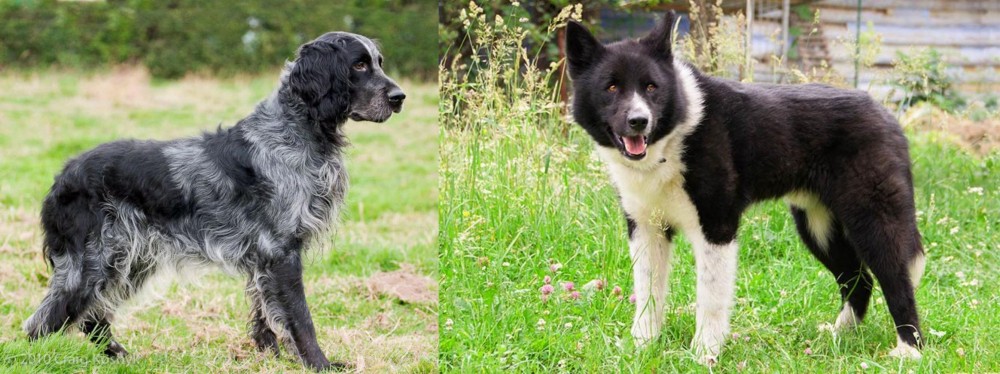 Karelian Bear Dog vs Blue Picardy Spaniel - Breed Comparison
