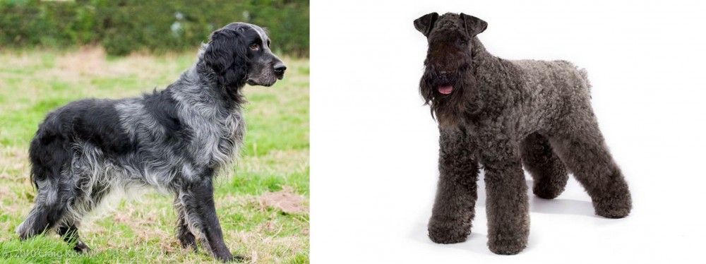 Kerry Blue Terrier vs Blue Picardy Spaniel - Breed Comparison