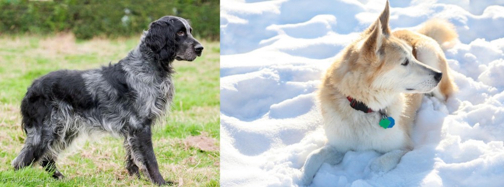 Labrador Husky vs Blue Picardy Spaniel - Breed Comparison
