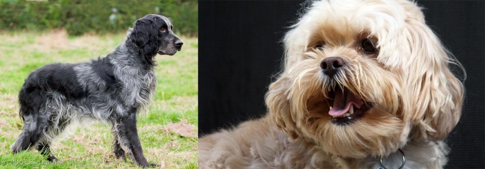 Lhasapoo vs Blue Picardy Spaniel - Breed Comparison