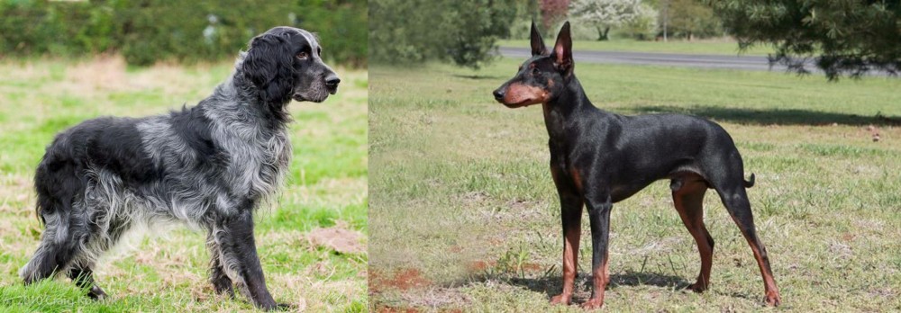 Manchester Terrier vs Blue Picardy Spaniel - Breed Comparison